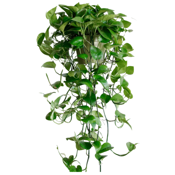 Epipremnum aurenum