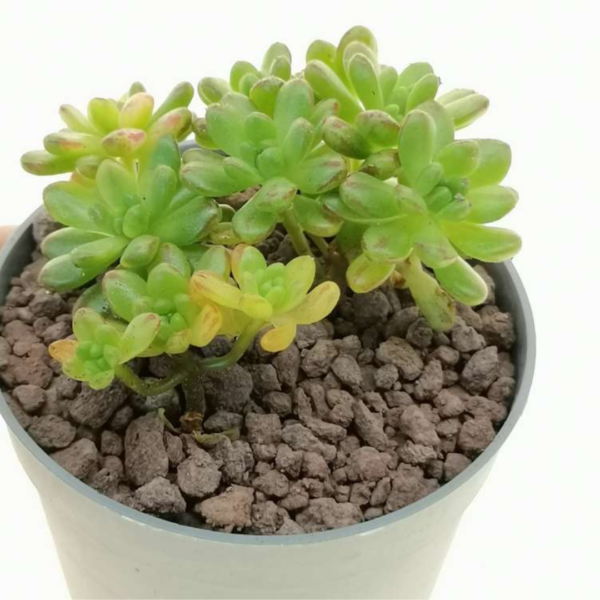 Aeonium Sedifolium