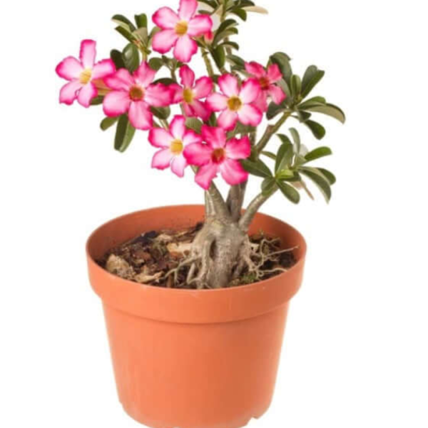 Adenium obesum/Desert Rose