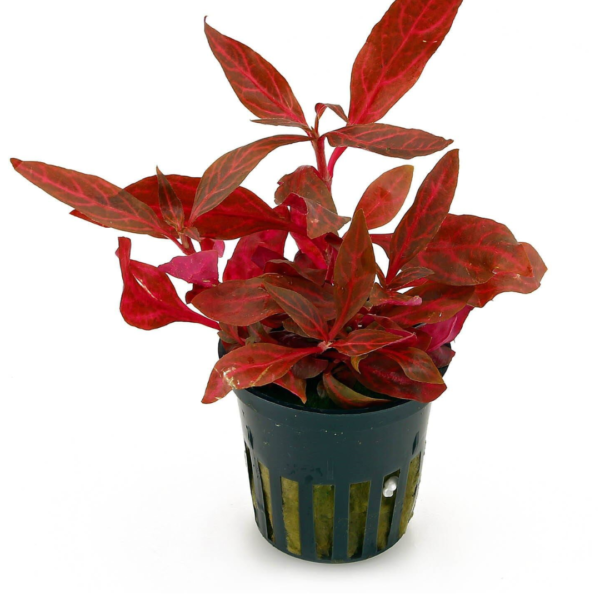 Alternanthera