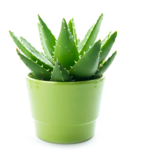 Aloevera