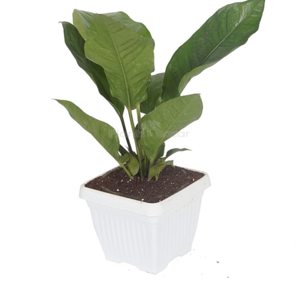 Anthurium Hookeri (Bird’s Nest Anthurium)
