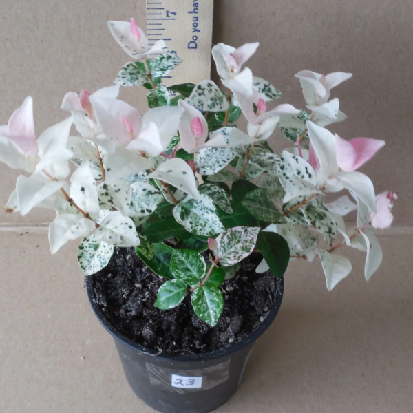 Asiatic Jasmine
