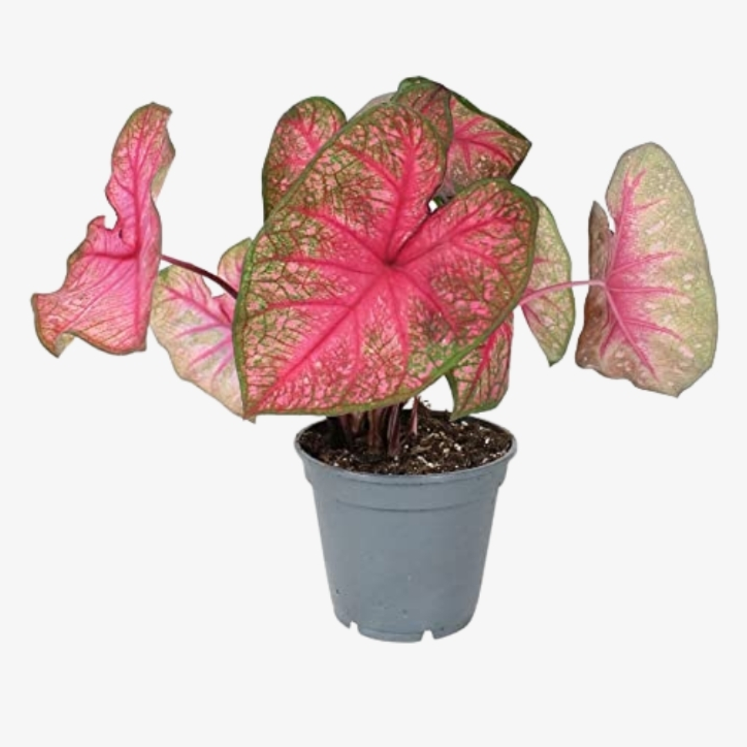 Caladium (Heart of Jesus)