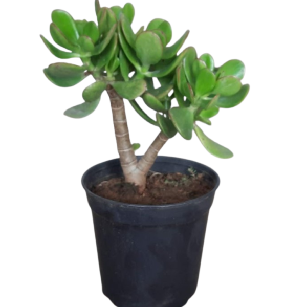 Crassula (Big Leaf)