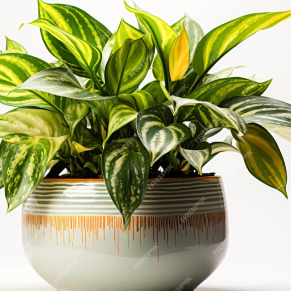 Aglaonema Pictum Tricolor