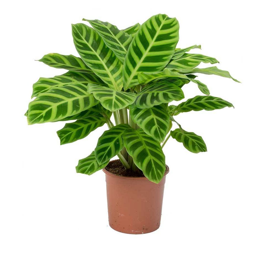 Calathea Zebrina