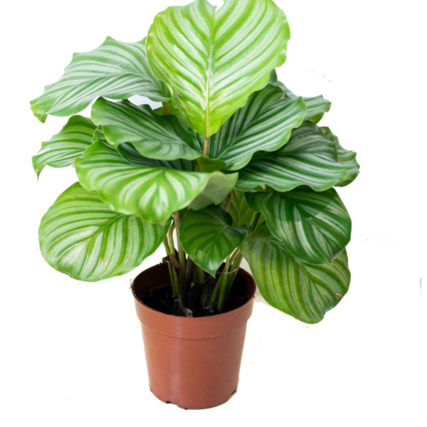 Calathea Orbifolia