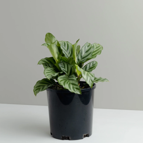 Calathea Freddie