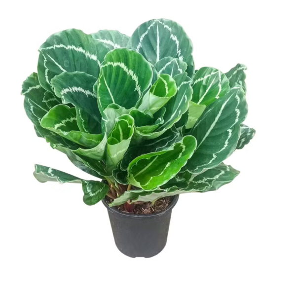 Calathea Green Beauty