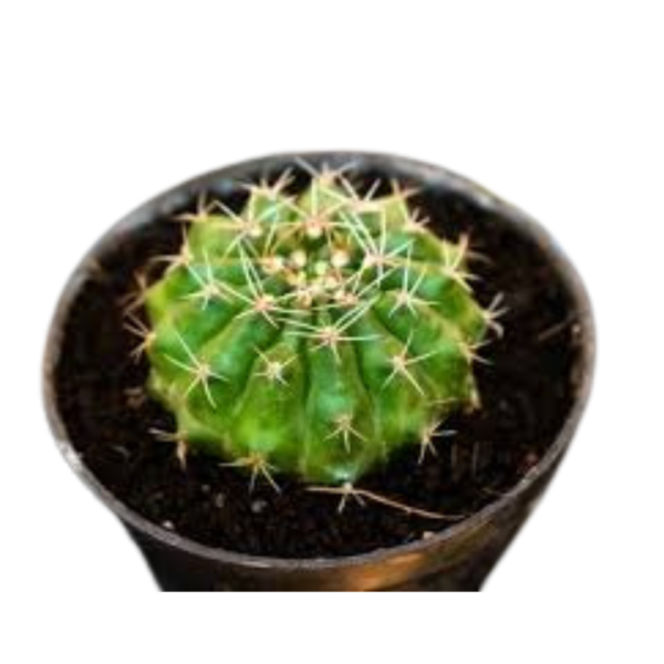 Echinopsis Tubiflora