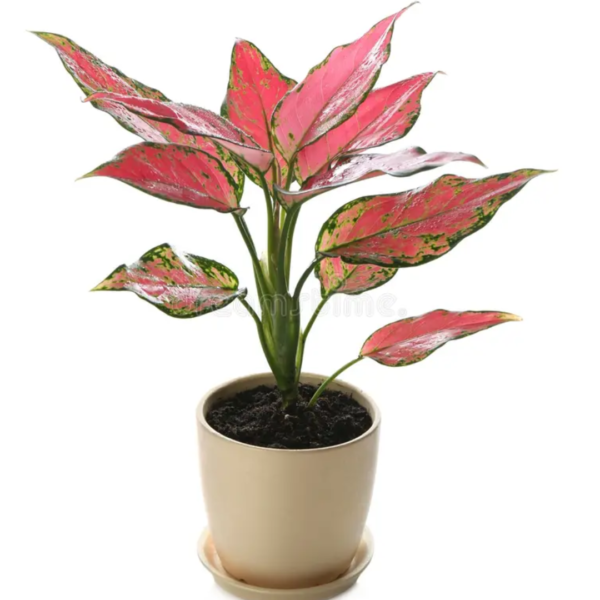 Aglaonema Sp (Deco Pot)