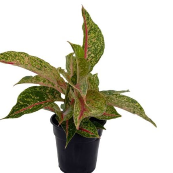 Aglaonema Star Shining