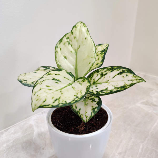 Aglaonema Super White