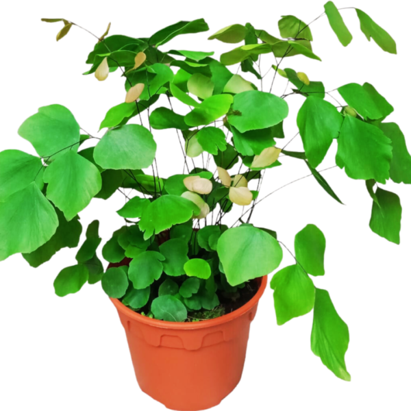 Adiantum peruvianum