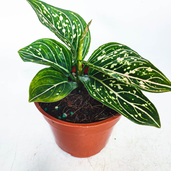 Aglaonema Tom’s Pride