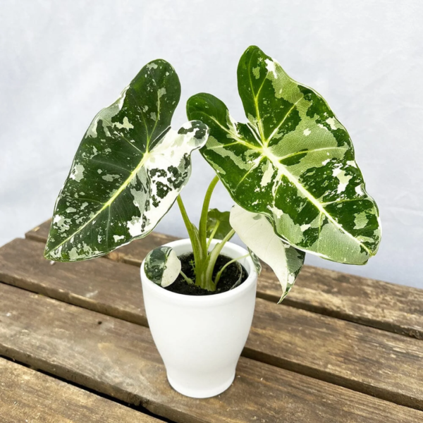 Alocasia Frydek Variegata
