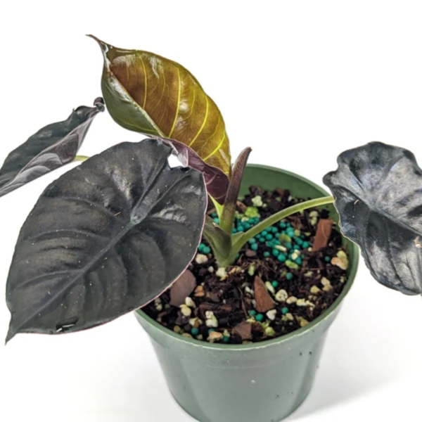 Alocasia Infernalis