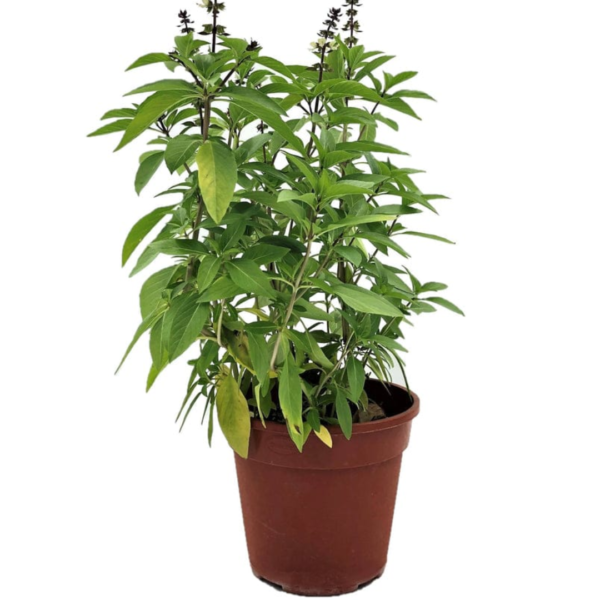 Basil occuimn