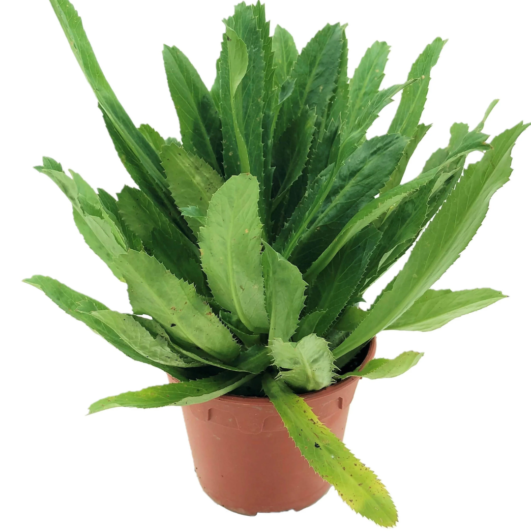 Eryngium foetidum sawtooth coriander