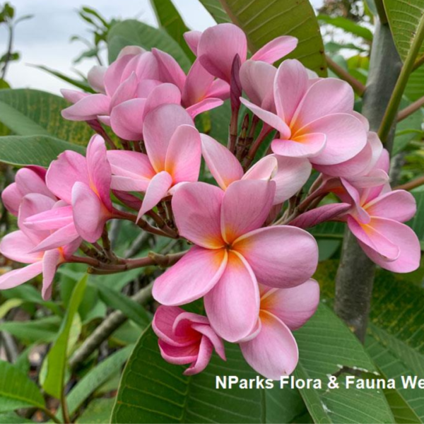Frangipani pink flower