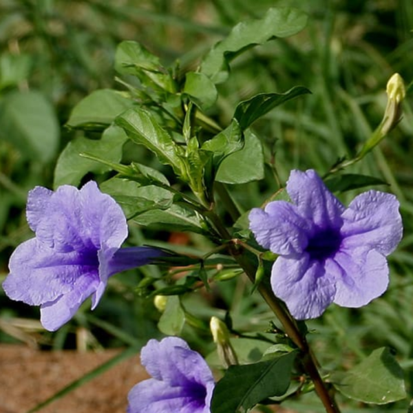 Ruellia simplex