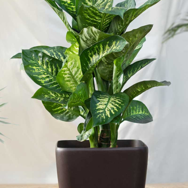 Dieffenbachia plant
