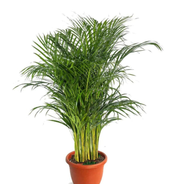 Yellow palm