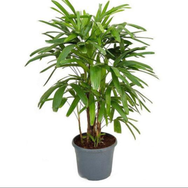 Rhapis excelsa lady palm