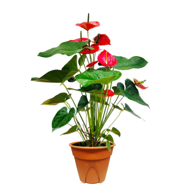 Anthurium andraeanum red