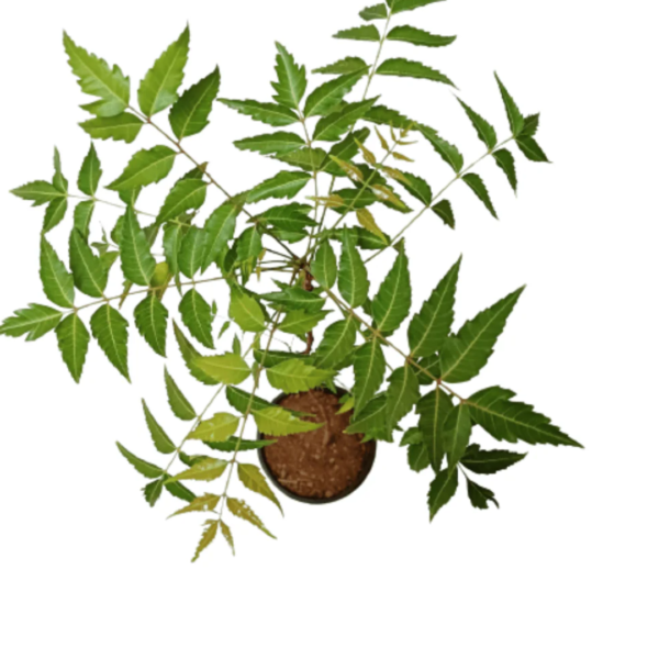 Neem