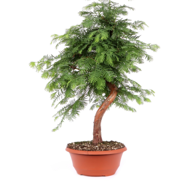 Metasequoia Glyptostroboides