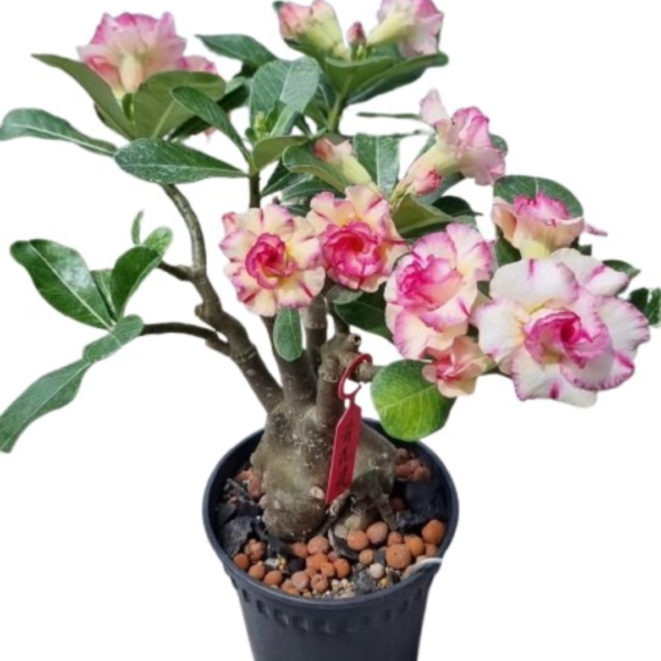 Desert Rose