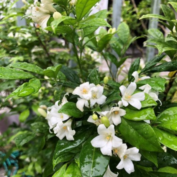 Murraya paniculate