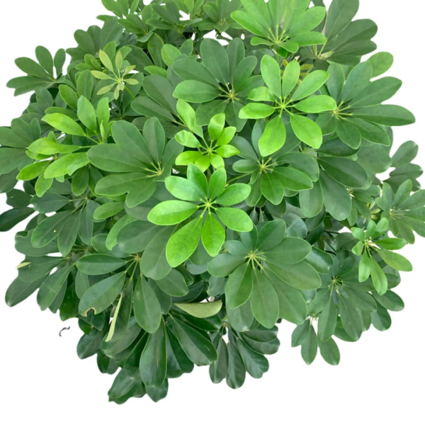 Schefflera arboricola  umbrella  plant