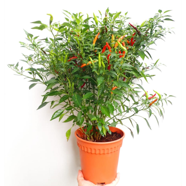 Chilli Plant