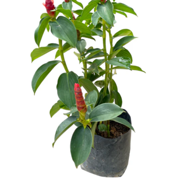 Costus woodsoni