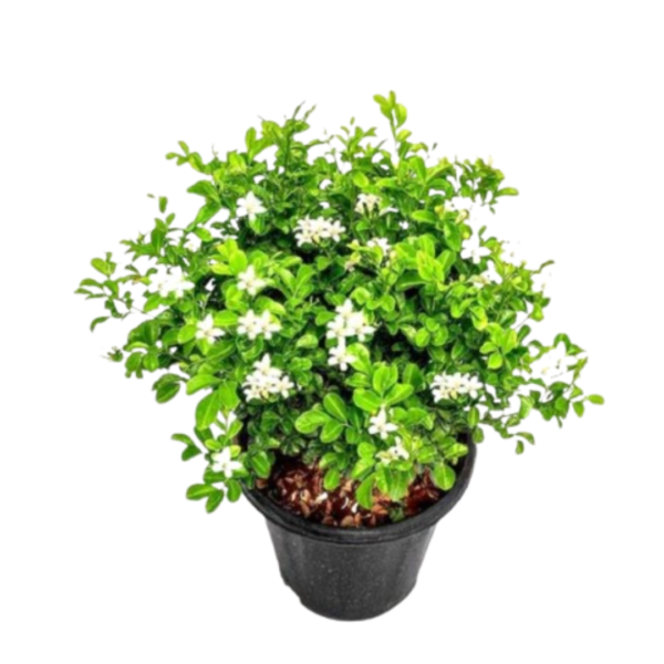 Orange Jasmine