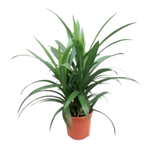 Pandan(Pandanus Amaryllifolius)