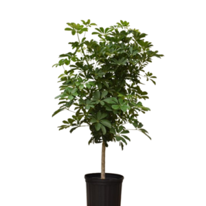 Dwarf Umbrella(Schefflera arboricola)