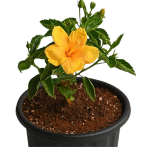 Hibiscus Yellow Flower (Hibiscus rosa-sinensis)