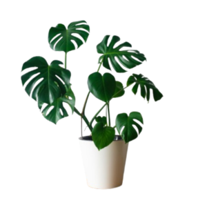 Monstera Deliciosa